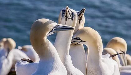 九游体育官方网站-蜕变重生，篮球巨星诺维茨基再次捧杯，nba诺维茨基